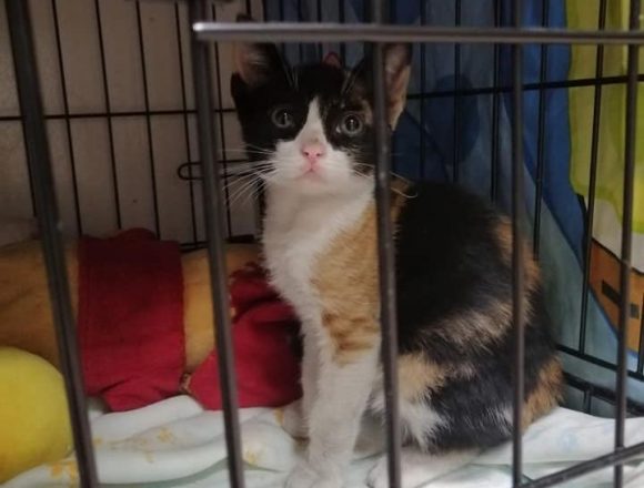 Chilindrina Chilindrina