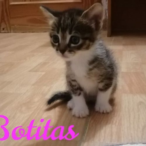Botitas