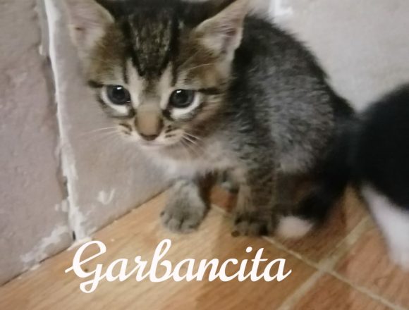 Garbancita